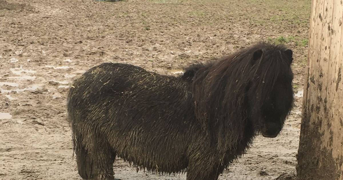 Ophef om pony in de modder, maar viervoeter vindt het leuk