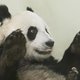 Panda in Britse zoo mogelijk zwanger, maar wie is papa?