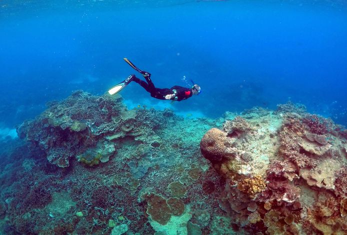 Archiefbeeld. Een duiker aan het Great Barrier Reef.