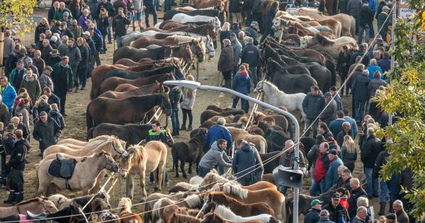 Het gaat weer spannen op de paardenmarkt in Hedel: na 300 jaar lijken tegenstellingen groter dan ooi