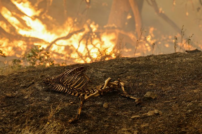 De resten van een dier met op de achtergrond het vuur.