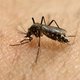 Tropisch Instituut op de uitkijk voor zika-muggen in België