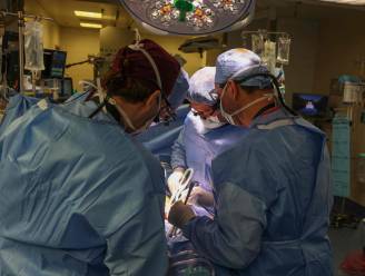 Amerikaanse chirurgen transplanteren nier van varken in patiënt (62): “Medische mijlpaal”