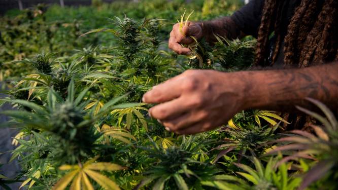 Une société carolo cultive du cannabis en Brabant Wallon: “Une expérience”