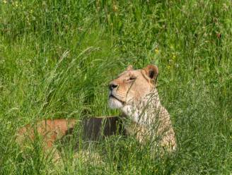 Introductie loopt tragisch af: nieuwe leeuw doodt leeuwin bij gevecht in Nederlandse dierentuin