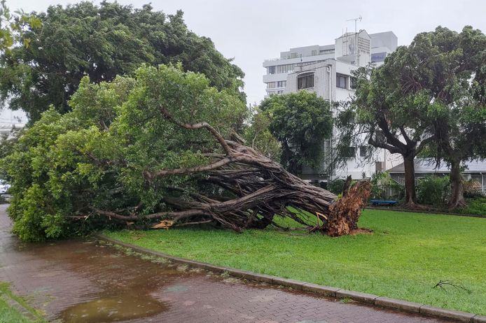 Een omgewaaide en ontwortelde boom in Naha,  Okinawa, na doortocht van tyfoon Khanun.