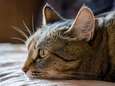 Waals minister van Dierenwelzijn: "Neem geen kat in huis als je de middelen niet hebt"