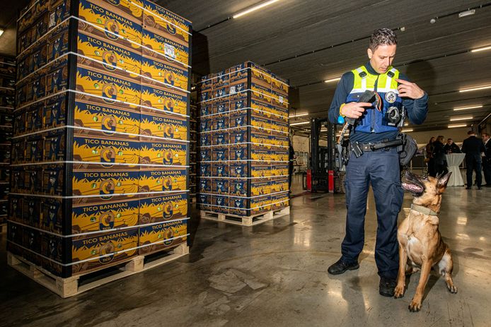 Demonstratie met een drugshond tijdens een gezamenlijke persconferentie van de Nederlandse en Belgische douane, eerder dit jaar, naar aanleiding van grote cocaïnevondsten in de Antwerpse en Rotterdamse haven.
