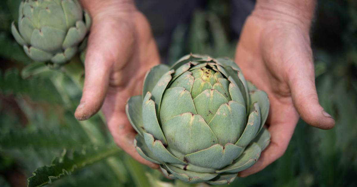 Carciofo, pianta in pericolo?  |  cibo