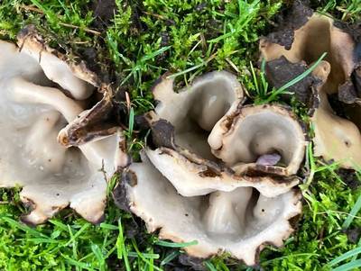 Zeldzame zwam in voortuin Ammerzoden: ‘Liefhebbers komen overal vandaan’