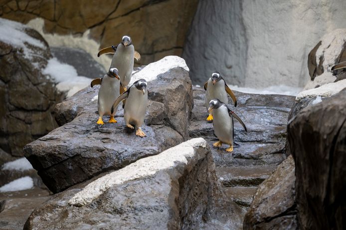 Des gorfous sauteurs et des manchots royaux pourraient bientôt rejoindre les manchots.