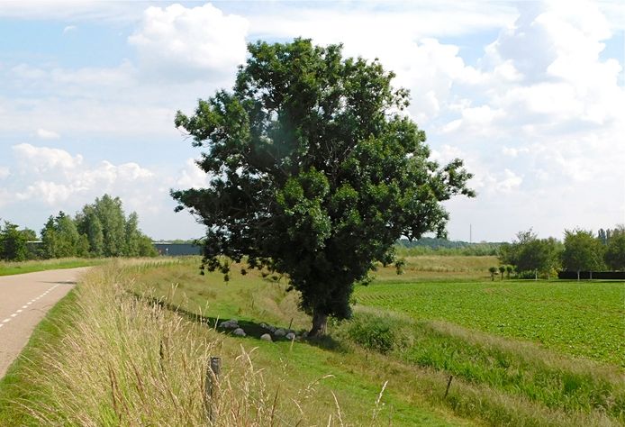 De bomenwerkgroep Fraxinus Excelsioir (voorheen Hoeksche Waardse Bomenstichting) kwam de es in 2016 op het spoor na een tip van een bejaarde inwoner van Heinenoord.