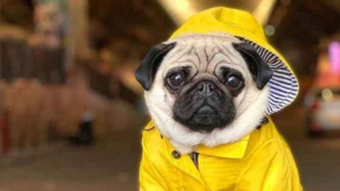 Vanessa verkoopt een regenjas speciaal voor honden: ‘Mijn hond heeft zelfs regenlaarsjes’