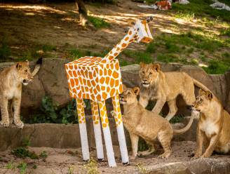 Antwerpse leeuwenwelpen ‘verscheuren’ zebra, impala en giraf: “We wilden iets bijzonders bedenken voor hun verjaardag”