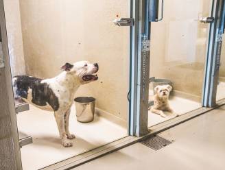 Dierenasiel van Aalst krijgt bijna 10.000 euro energiesteun van Vlaanderen
