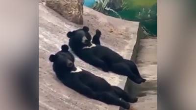 KIJK. Opnieuw mensen in een berenpak in de zoo? Nieuwe video veroorzaakt twijfel