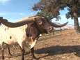 VIDEO: Dit is de stier met de langste hoorns (en hij wordt binnenkort geveild voor veel geld)