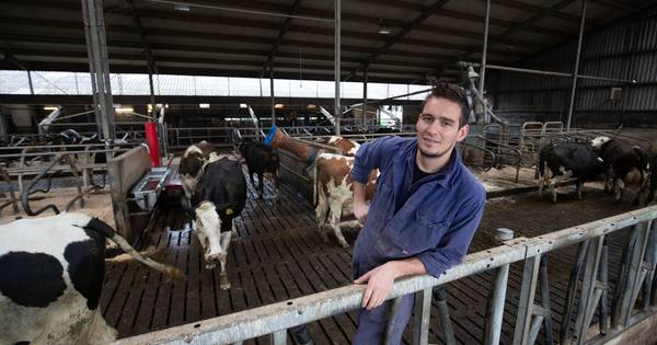 Boer uit Kamperveen verdubbelt tegen stikstoflogica in zijn veestapel - De Stentor