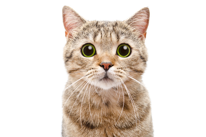 kat
