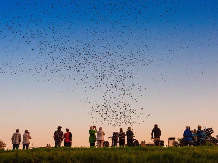 prachtig honderdduizend spreeuwen geven dagelijks een spectaculaire luchtshow ik blijf ernaar kijken gouda ad nl