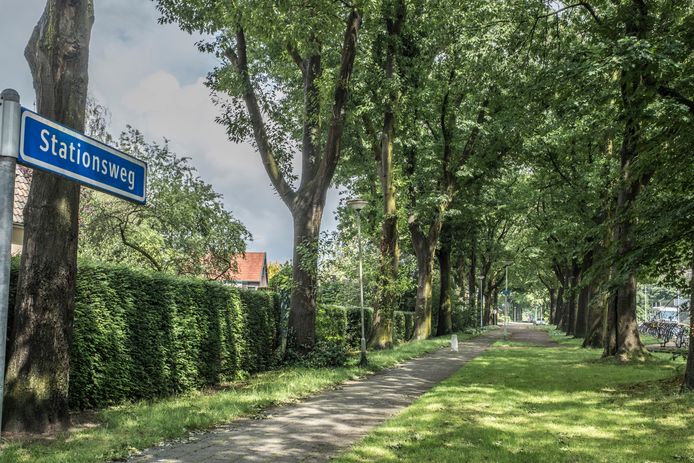 De bomen aan de Stationsweg in Gennep gaan na de zomer na klachten gekapt worden.