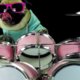Hond drumt 'Enter Sandman' (filmpje)