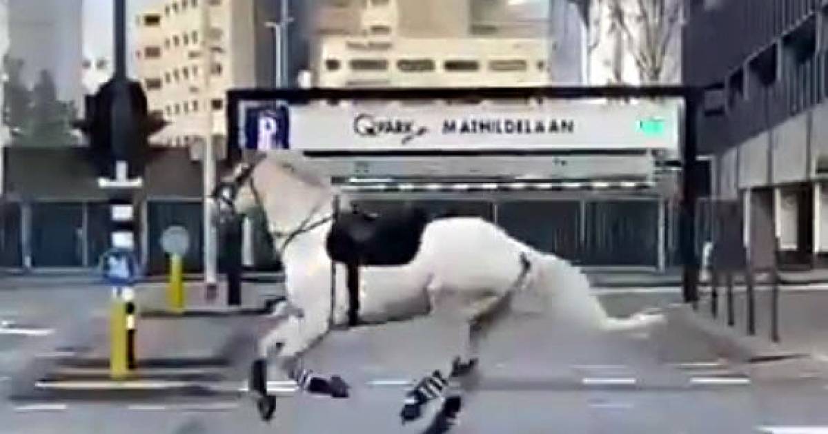 Benweno (56) schiet politie te hulp bij vangen van paard in Eindhoven: ‘Heel heftig voor het dier'.