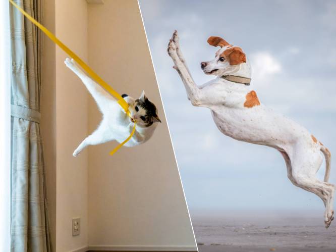 IN BEELD. Van een vliegende kat tot een dansende hond: enkele finalisten van de Comedy Pet Photography Awards