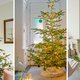 Dit zijn de kerstboomtrends van nu