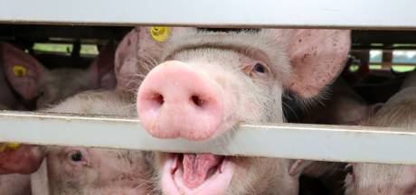 Nieuwe Dierenwet Legt Bom Onder Veehouderij En Houden Huisdieren Politiek Tubantia Nl