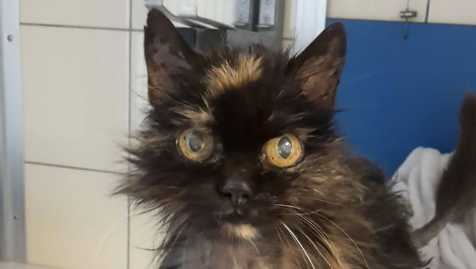 Mulan (18) werd na 7 jaar teruggevonden.