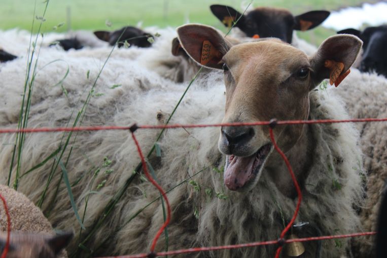 'De waarheid is natuurlijk dat het in het debat over onverdoofd slachten allang niet meer gaat over dierenwelzijn', schrijft Hilde Sabbe. Beeld bfs