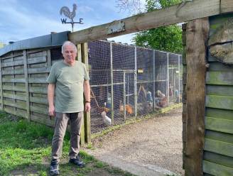 Danny (60) verwelkomt iedereen in zijn ‘Kippentuin’: “Een passie die ik graag deel”