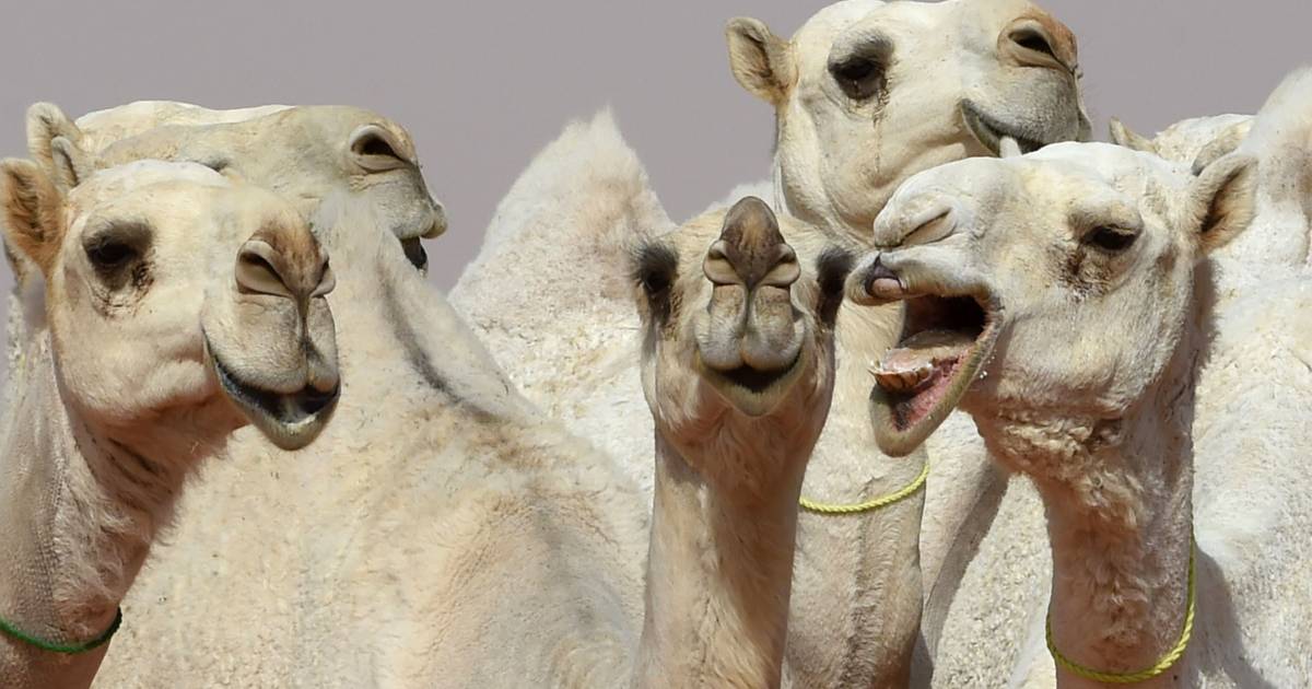 lexicon Ruwe olie stropdas Kamelen uit Saoedische schoonheidswedstrijd gewipt omdat ze botox  gebruikten | Bizar | hln.be