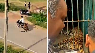 Un léopard sauvage attaque des habitants en Inde
