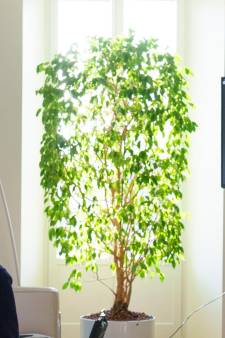 WTA blijft bezorgd over Peng na videocall: ‘Volledig, eerlijk en transparant onderzoek nodig’