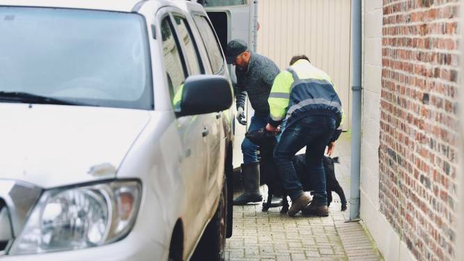 Verdacht overlijden in Heers: drie arrestaties en geiten in de woonkamer. “‘Ik houw je de kop in’, riep de dochter soms haar ouders toe”