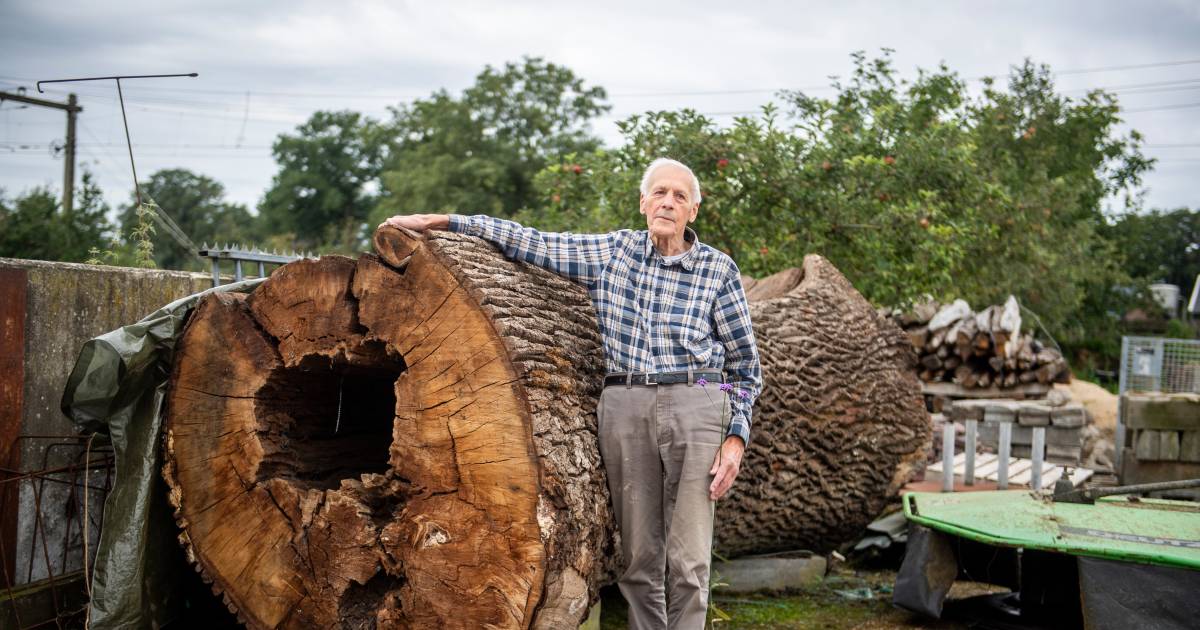 Jan (87) is dolblij, want zijn eeuwenoude boom gaat niet de kachel in ‘Ik had er slapeloze