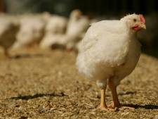 Sligro komt als eerste groothandel met Beter Leven Kip 