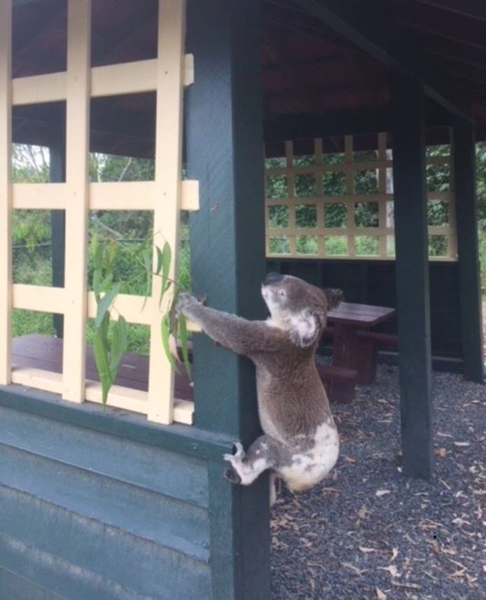 camouflage Mechanisch accent Koala vastgeschroefd aan paal in Australië | Buitenland | AD.nl