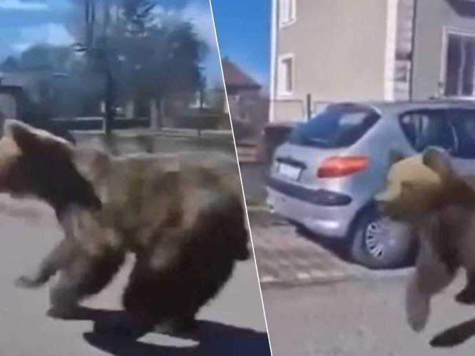 Losgeslagen beer die vijf mensen verwondde in stad in Slovakije opgespoord en neergeschoten