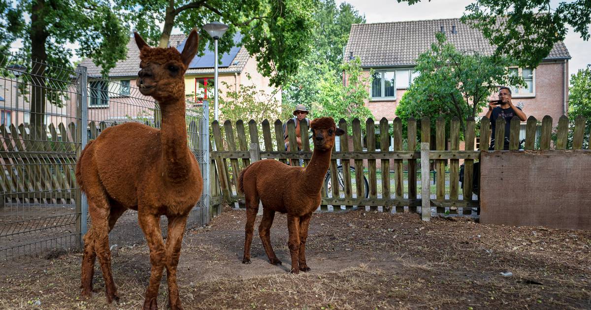 Alpaca’s in Helmond worden ziek van bonbons, sushi en rookworsten: ‘Dit moet nu stoppen’