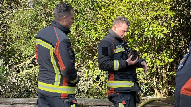 Egel gered uit brand