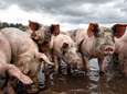 Iedereen baalt na debat over nieuwe varkensstal in Zeeland: ‘Zonde van mijn tijd’