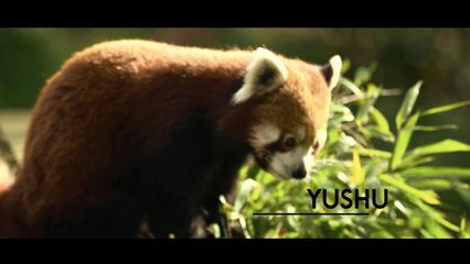 5. Yushu, le panda roux