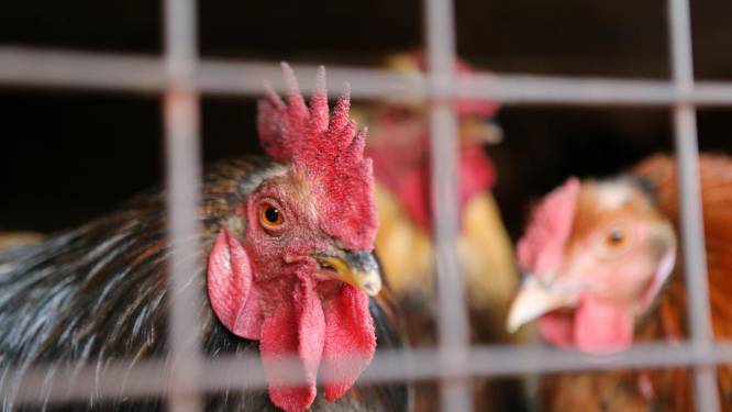 Grippe aviaire: risque relevé de “négligeable” à “modéré” en France