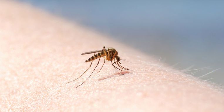 Dit natuurlijke middeltje het tegen muggen