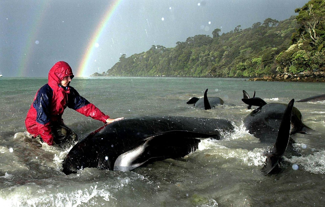 Archiefbeeld: In Nieuw-Zeeland spoelen vaker walvissen aan. Het is vaak lastig om de beesten weer richting open zee te krijgen. Beeld epa