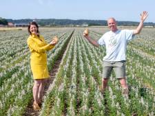 Lupine wint van de sojaboon: biologisch, gezond, én ze zien er mooi uit