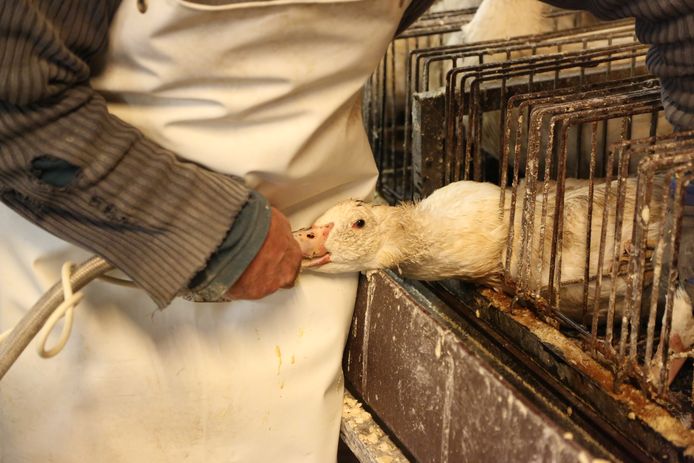 Interdire le gavage en Wallonie? Pas question, mais on pourrait assouplir  la définition de 'foie gras' 